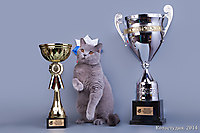 BEST KITTEN RUSSIA TOP CAT 2013