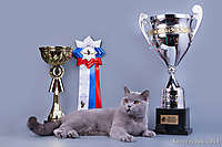BEST KITTEN RUSSIA TOP CAT 2013